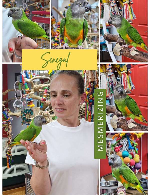 senegal-poicephalus-parrots-for-sale