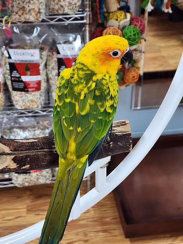 sun-conure-for-sale