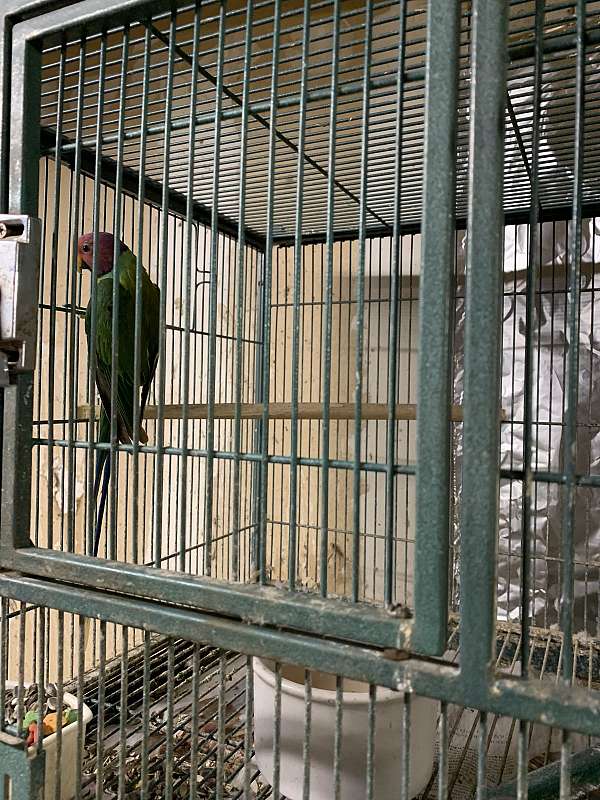 plum-head-parakeet-for-sale-in-merced-ca