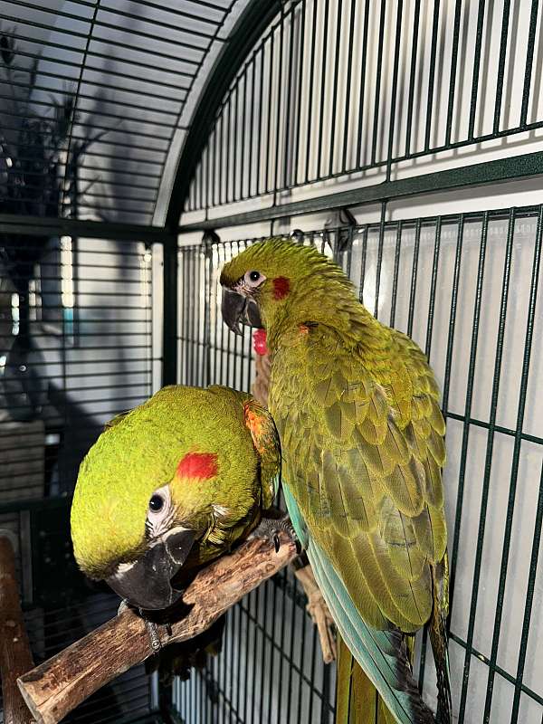 macaw-for-sale