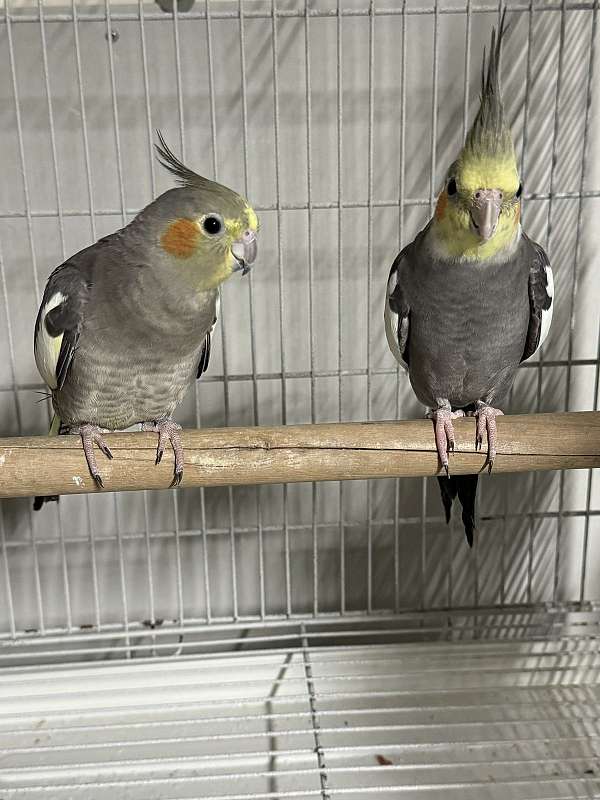 cockatiel-for-sale