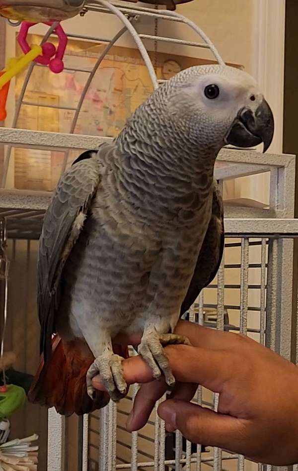 african-grey-parrot-for-sale