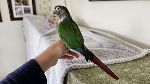 companion-handfed-green-cheek-conure-for-sale