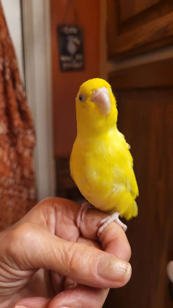 parrotlet-for-sale