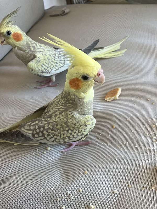 cockatiel-for-sale-in-orange-beach-al