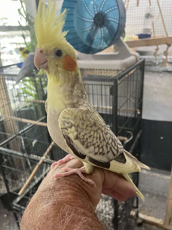 cinnamon-pied-bird-for-sale-in-orange-beach-al