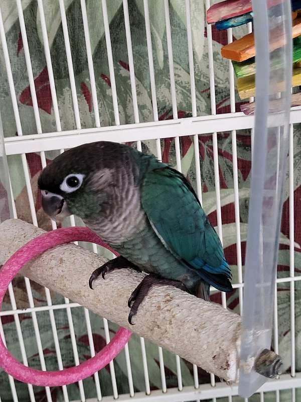 green-cheek-conure-for-sale