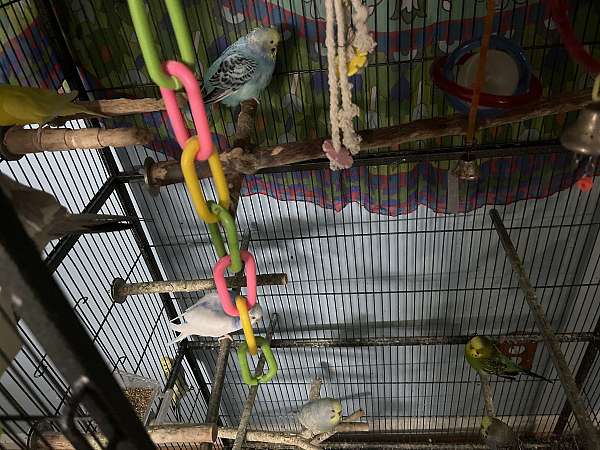 parakeet-for-sale