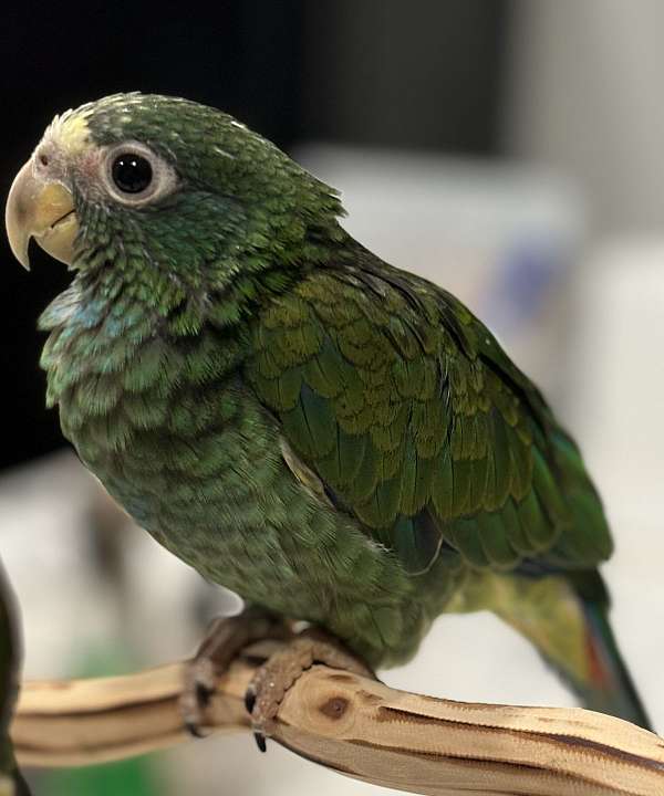 pionus-parrots-for-sale-in-hutto-tx