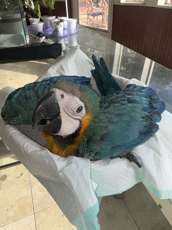 macaw-blue-gold-macaw-for-sale-in-naples-fl