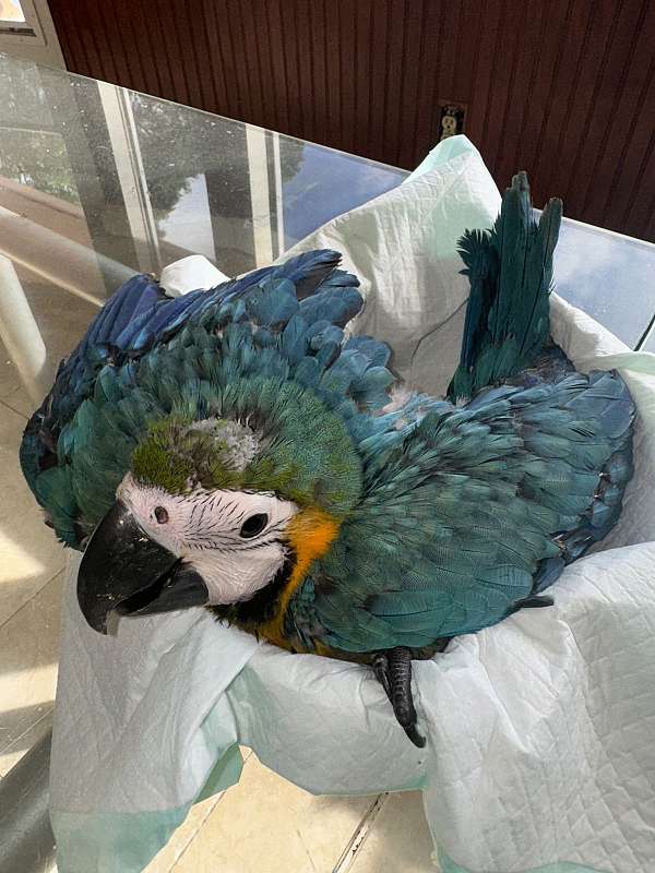 blue-gold-macaw-for-sale-in-naples-fl