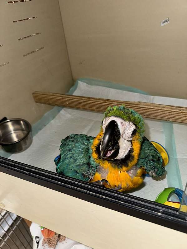 blue-gold-macaw-for-sale