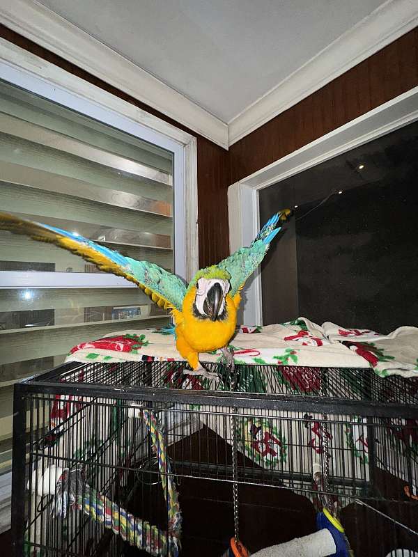 blue-gold-macaw-for-sale-in-naples-fl