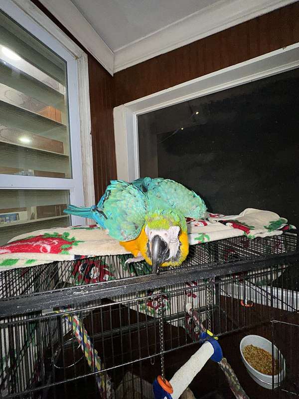 house-trained-bird-for-sale-in-naples-fl