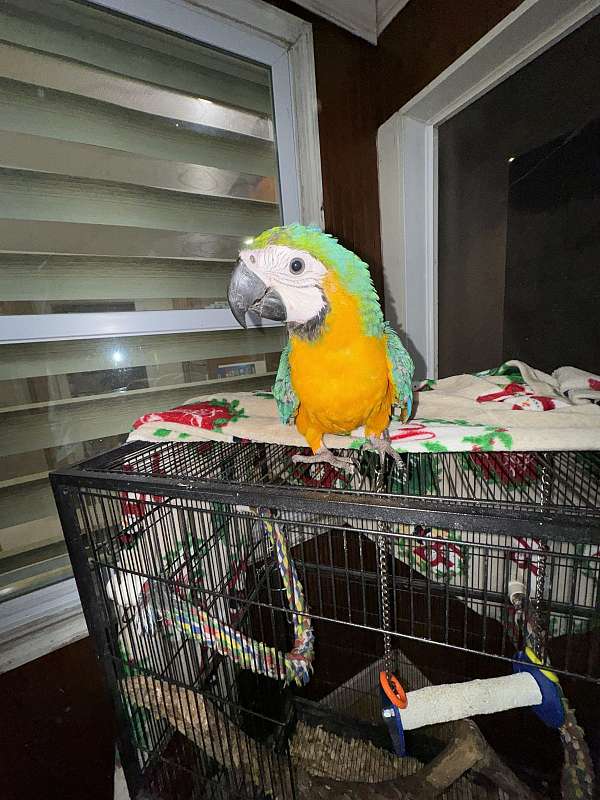 macaw-blue-gold-macaw-for-sale-in-naples-fl