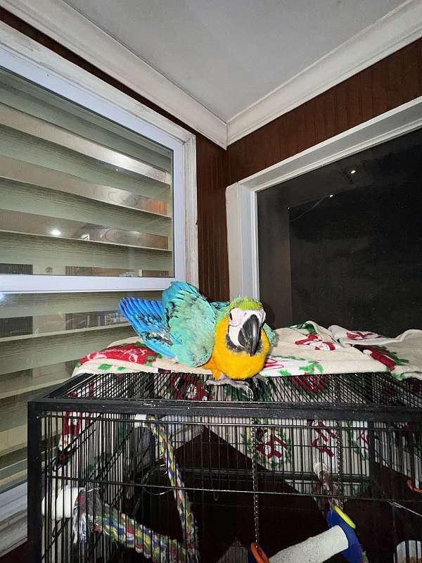 blue-gold-macaw-for-sale