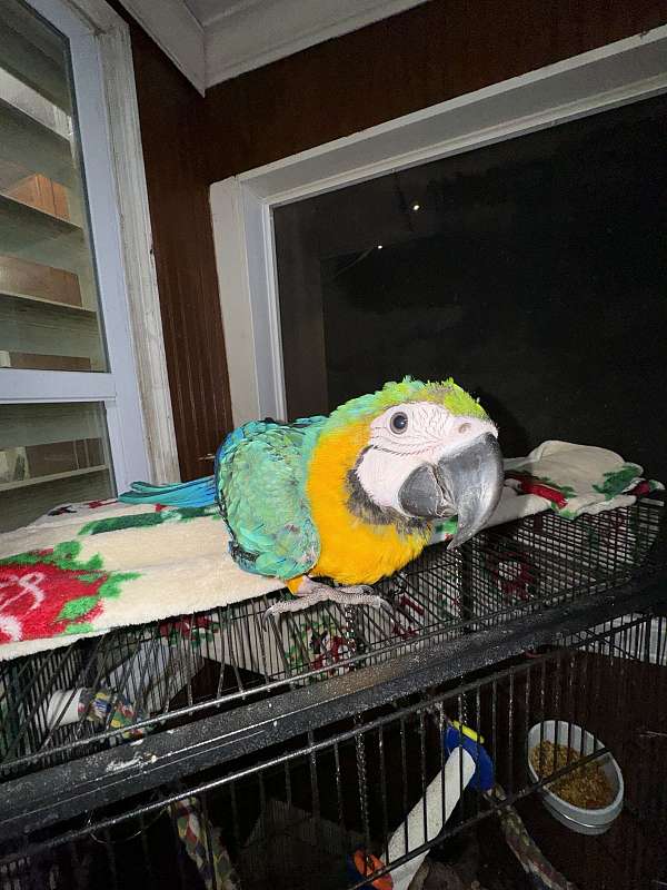 cute-bird-for-sale