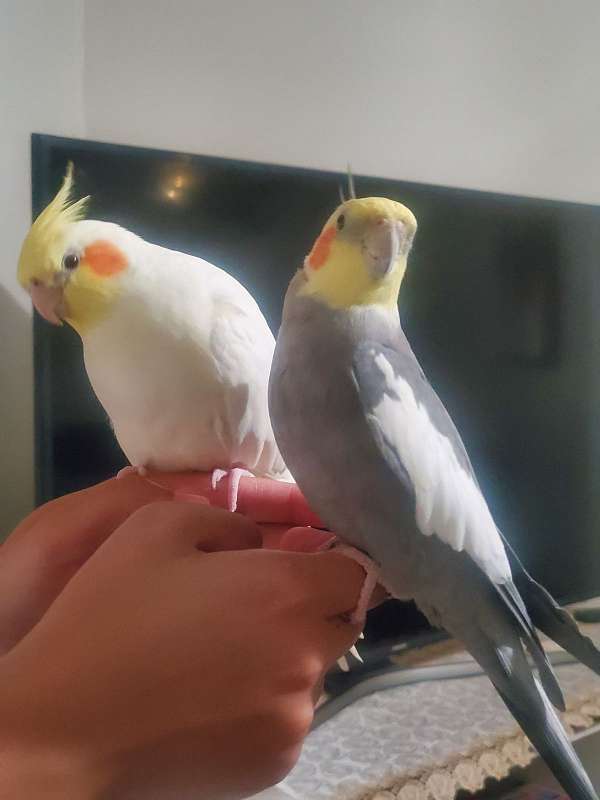 cockatiel-for-sale