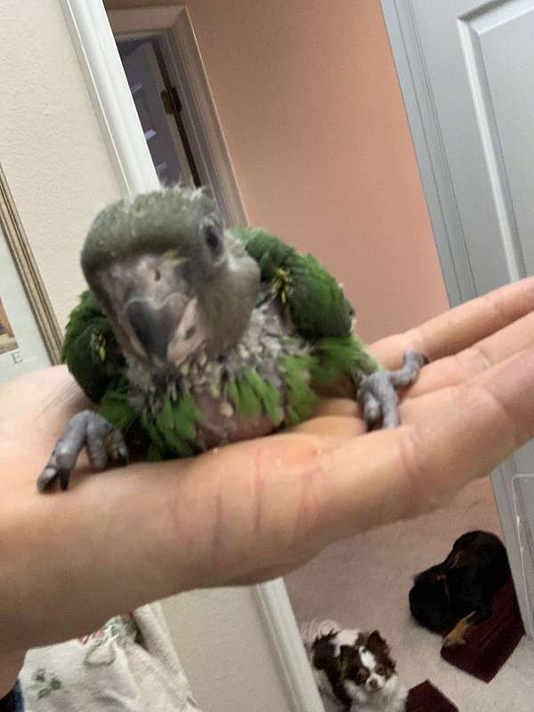 poicephalus-parrots-for-sale-in-claremont-ca