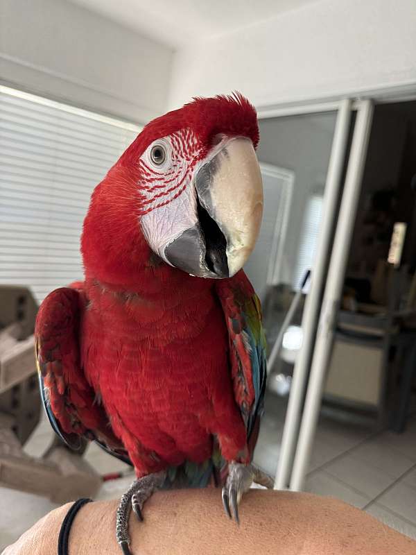 green-wing-macaw-for-sale-in-palm-coast-fl