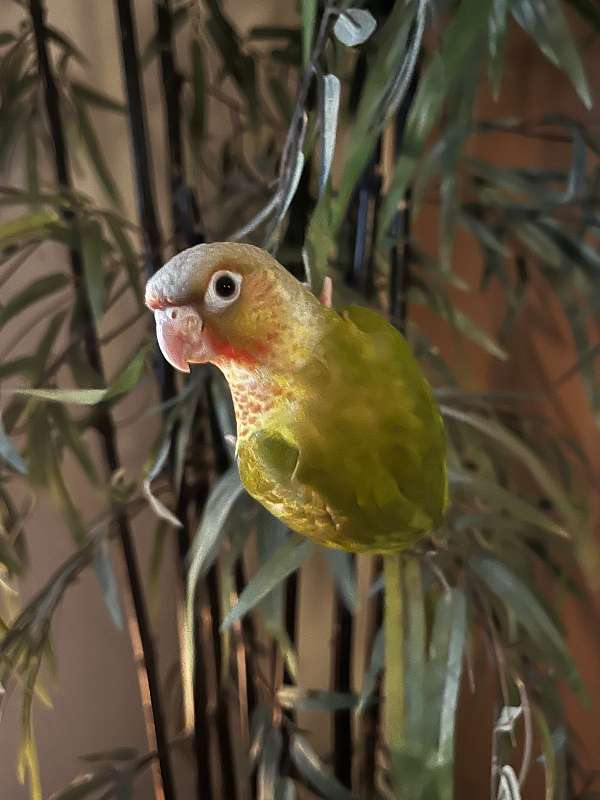 green-cheek-conure-for-sale