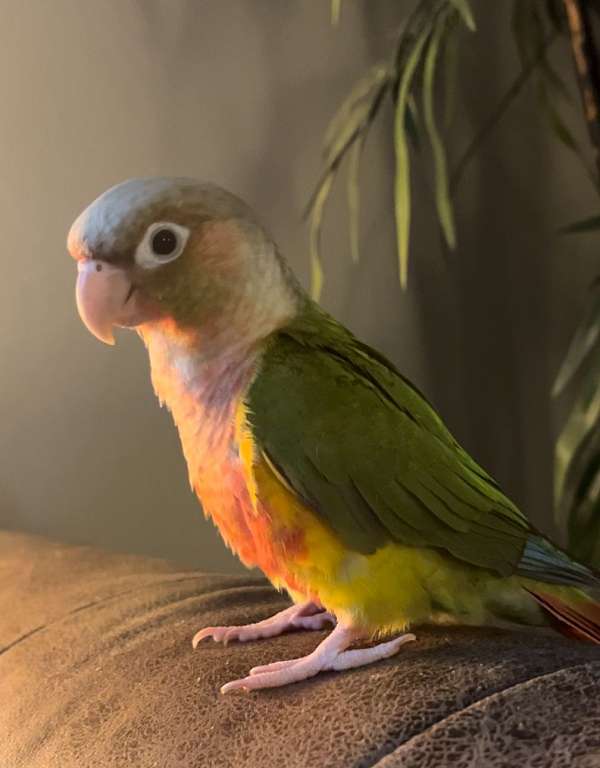 green-cheek-conure-for-sale