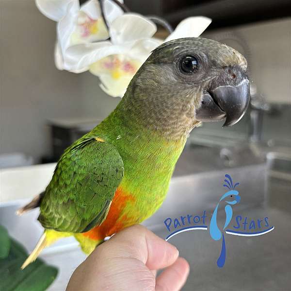 senegal-poicephalus-parrots-for-sale