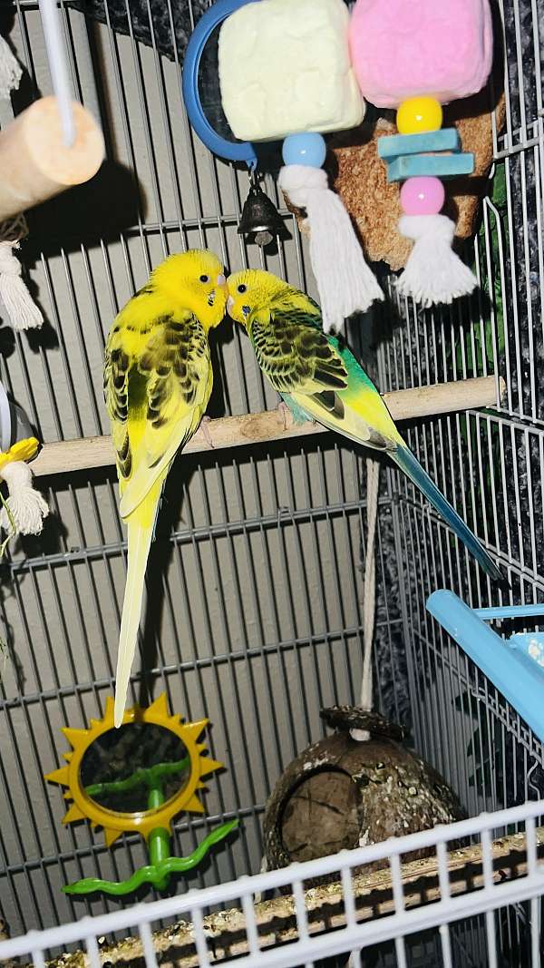 parakeet-for-sale