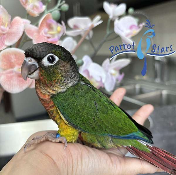 green-cheek-conure-for-sale