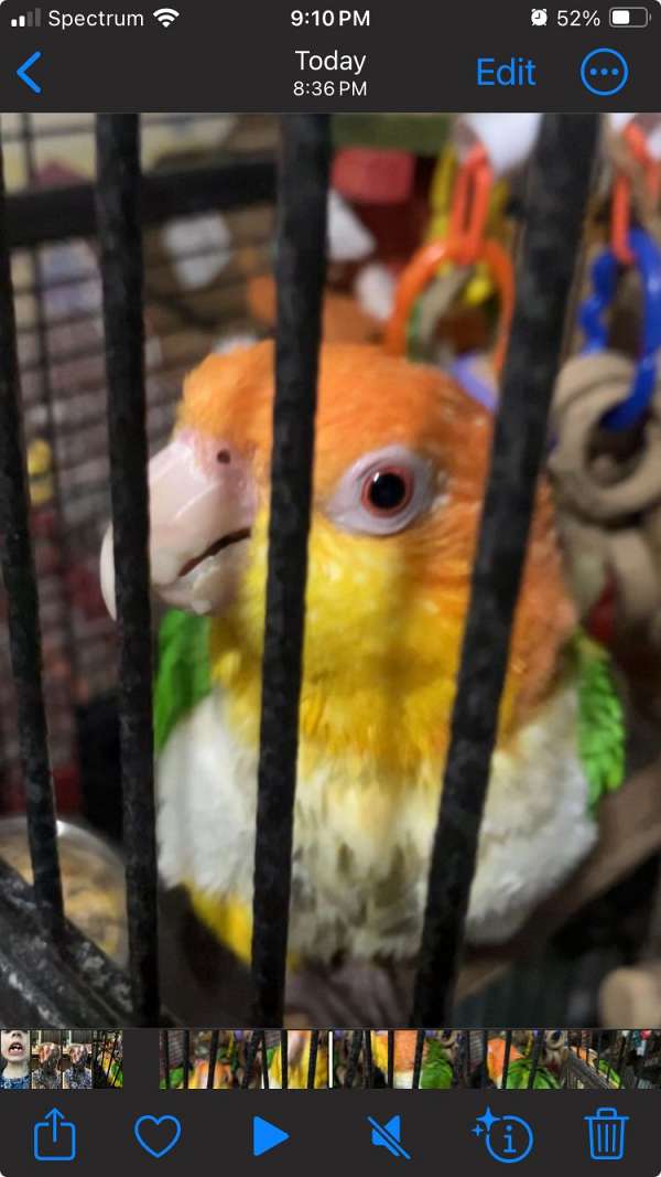 caique-for-sale-in-luling-tx