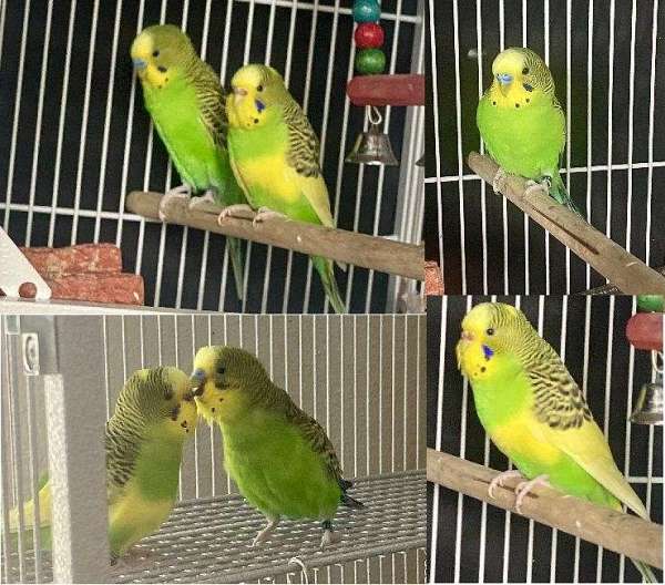 parakeet-for-sale