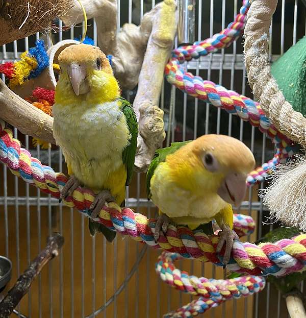 caique-for-sale-in-stafford-va