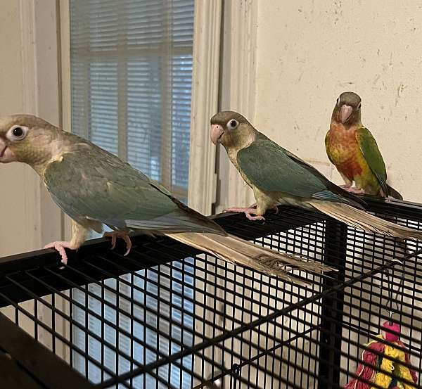 conure-green-cheek-conure-for-sale-in-diberville-ms