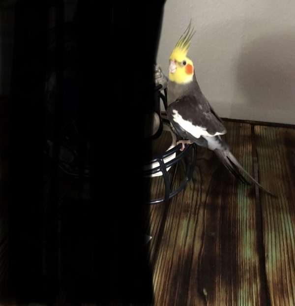 cockatiel-for-sale-in-sanger-tx