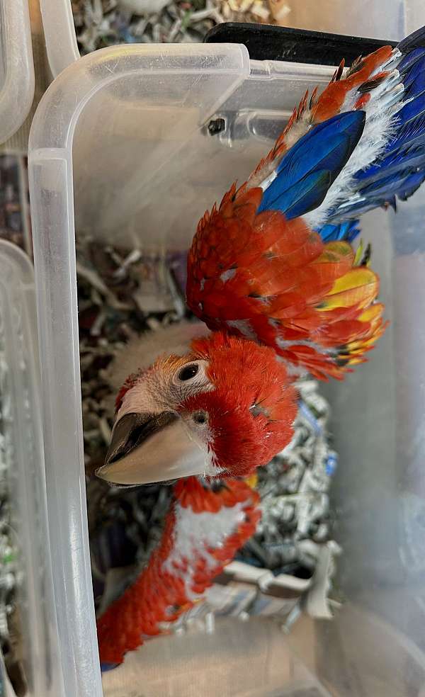 macaw-scarlet-macaw-for-sale-in-st-petersburg-fl