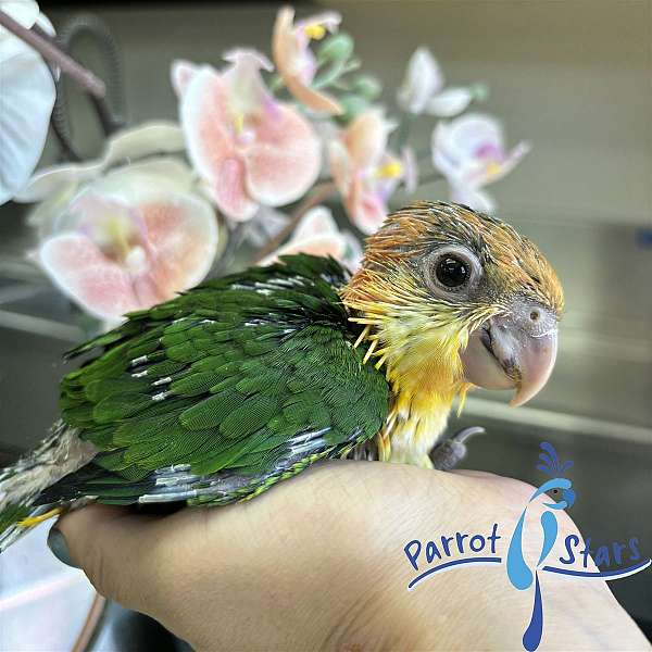 white-bellied-caique-for-sale