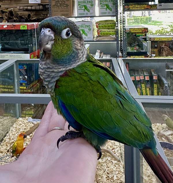 crimson-bellied-conure-for-sale-in-st-petersburg-fl