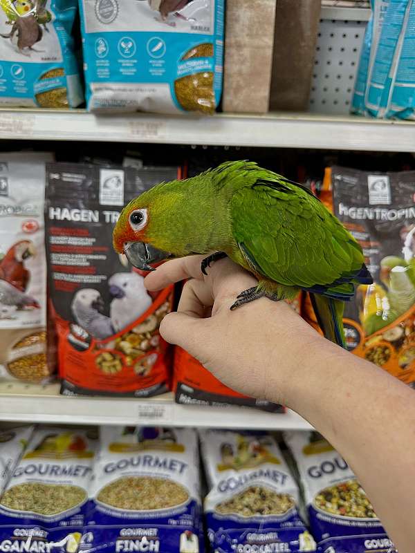 conure-sun-conure-for-sale-in-st-petersburg-fl