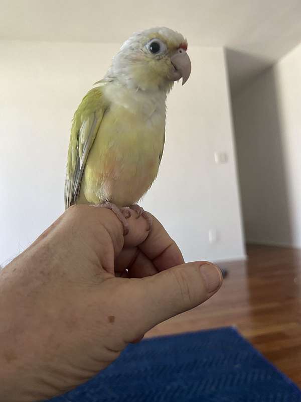 half-moon-conure-for-sale-in-shelburne-falls-ma