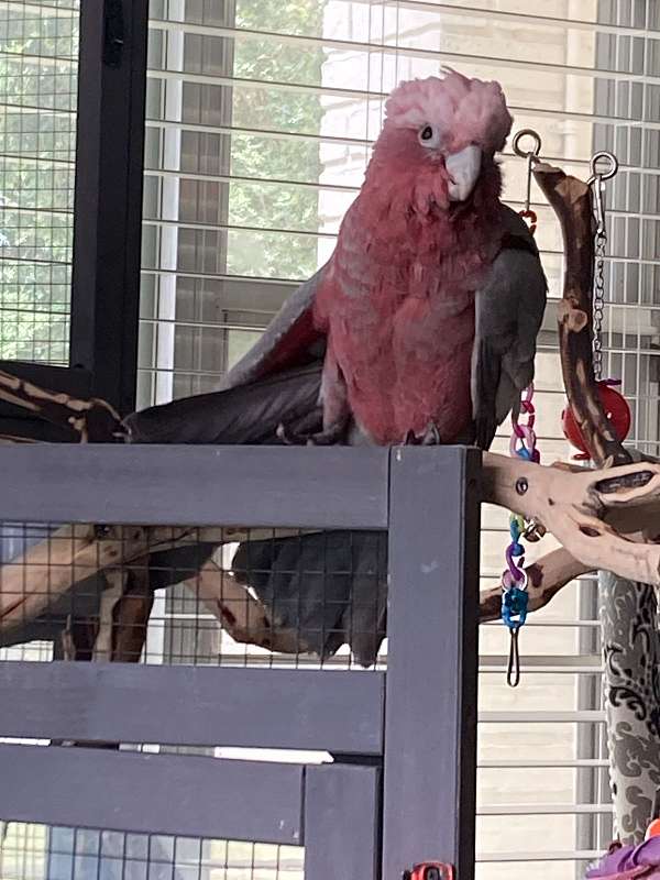 cockatoo-for-sale-in-abbeville-la