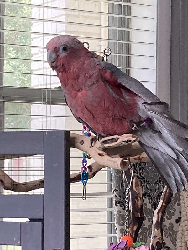 pearl-rose-cockatoo-rose-breasted-cockatoo-for-sale