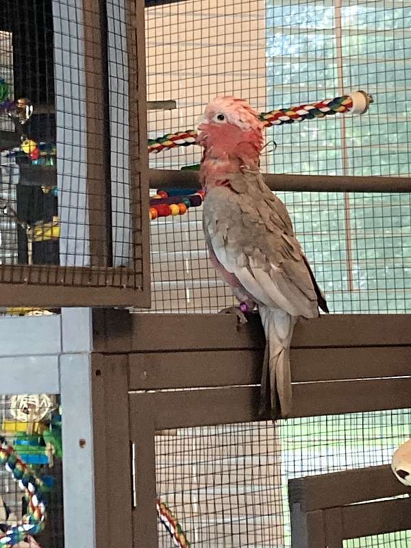 pearl-rose-talking-bird-for-sale