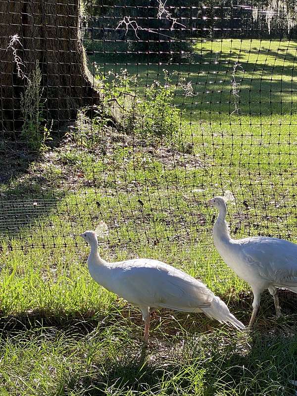 bonded-pair-bird-for-sale-in-ocala-fl