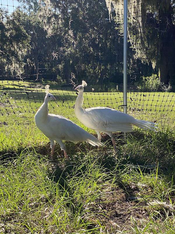 peacock-for-sale-in-ocala-fl