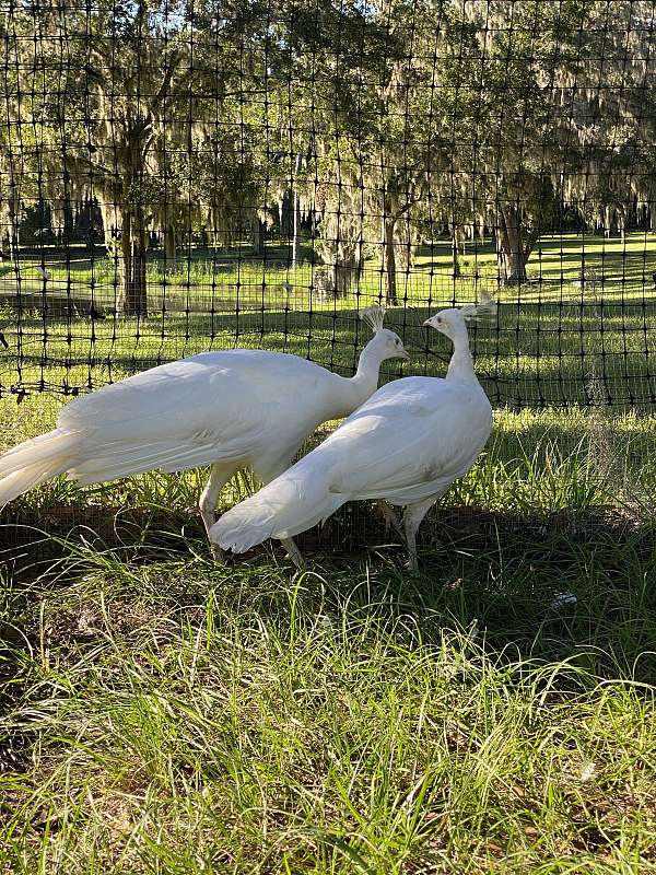 bird-for-sale-in-ocala-fl