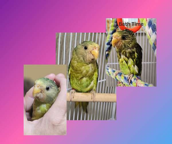 parrot-for-sale-in-pensacola-fl