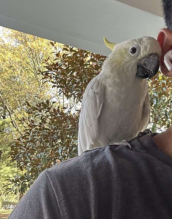 sulpher-crested-cockatoo-for-sale-in-elkridge-md