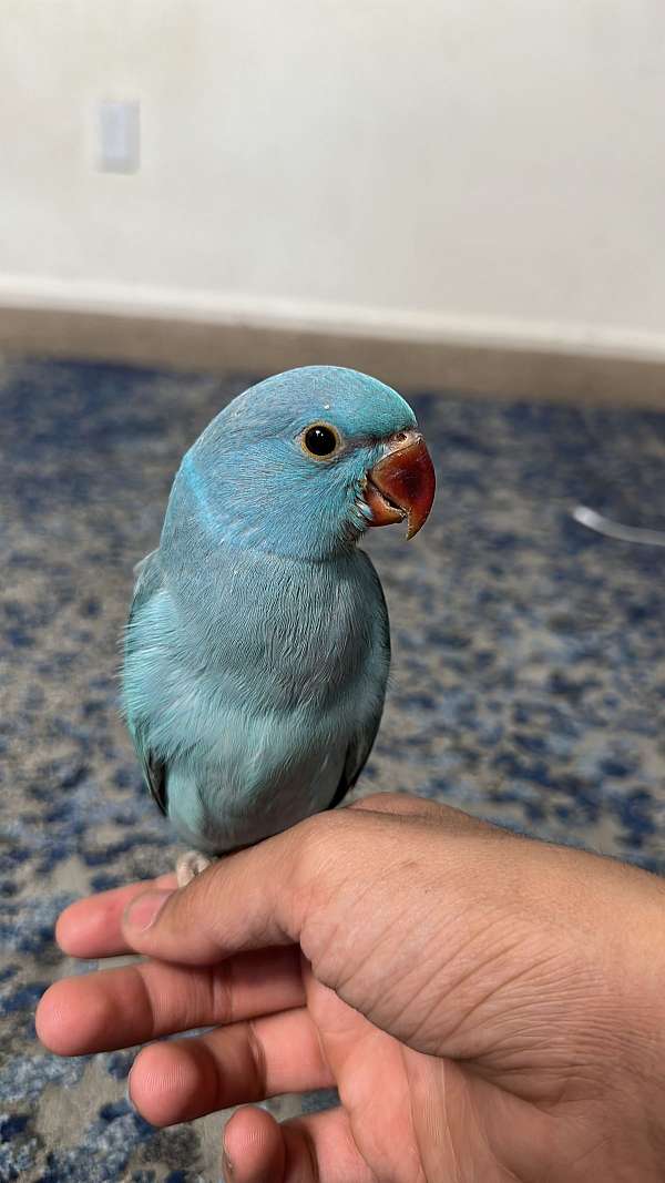 sulpher-crested-cockatoo-for-sale-in-elkridge-md