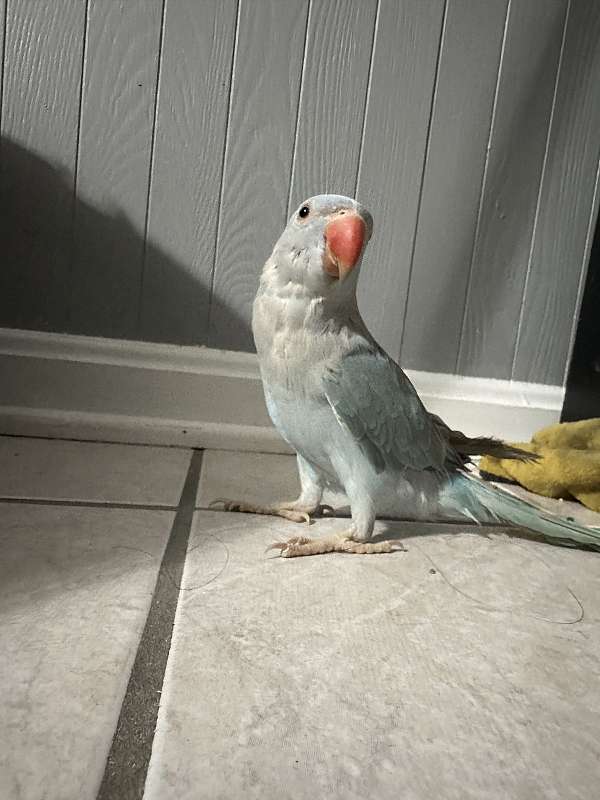 sulpher-crested-cockatoo-for-sale-in-elkridge-md