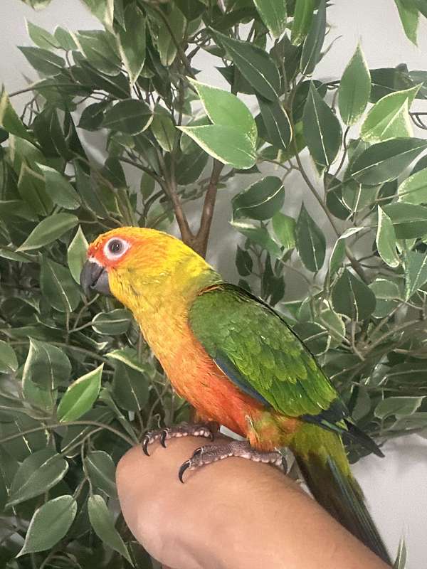sulpher-crested-cockatoo-for-sale-in-elkridge-md